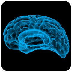 transluscent brain image